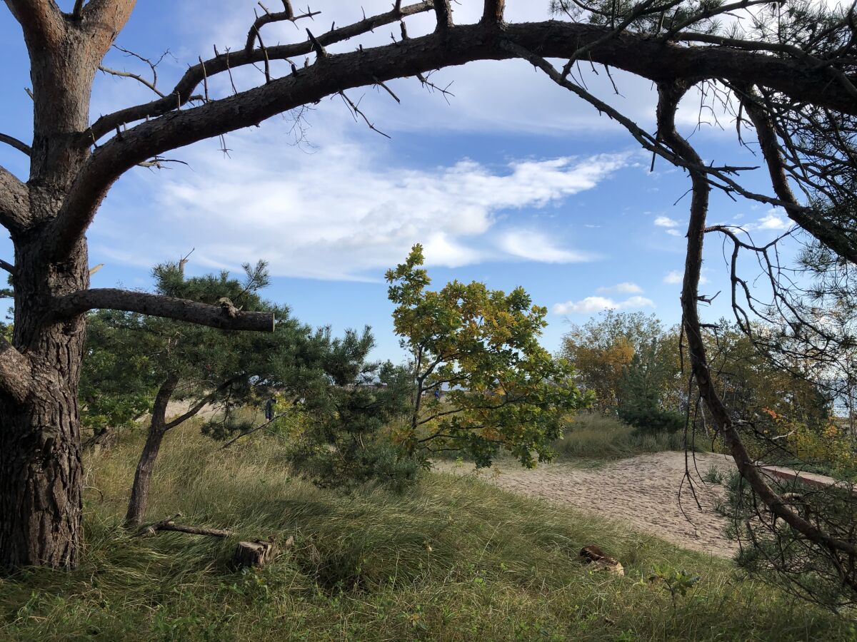 Herrlicher Dünenwald für einen entspannte Spaziergang