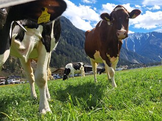 Appartamento per vacanze Schwendau Registrazione all'aperto 9