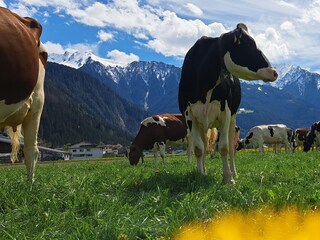 Appartamento per vacanze Schwendau Registrazione all'aperto 12