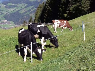 Appartamento per vacanze Schwendau Ambiente 36