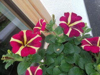 Appartamento per vacanze Schwendau Registrazione all'aperto 13