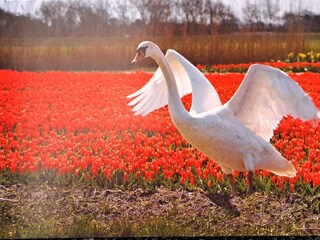 Ferienwohnung Callantsoog Außenaufnahme 6