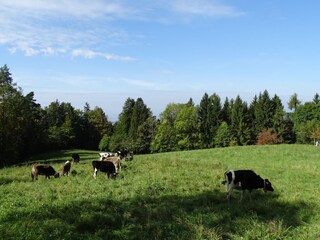 Appartamento per vacanze Hörbranz Ambiente 17