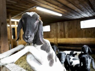 Tiere am Adlerhof
