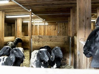 Tiere am Adlerhof