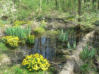 Wandern durch die Dornhorst