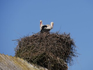 Unsere Dorfstörche