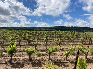 Villa Montbrun-des-Corbières Environment 35