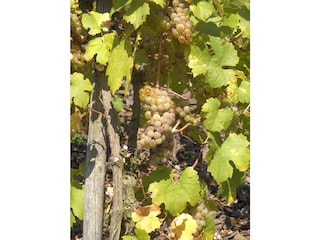 Holiday apartment Treis-Karden  19