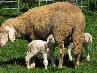 Appartamento per vacanze Grabelsdorf Ambiente 15