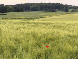 Field in front of the House