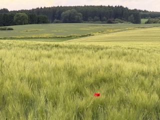 Gerstenfeld im Frühjahr vor dem Haus