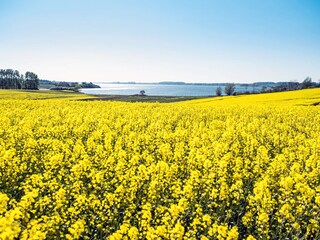 Rapsfeld vor der Schlei