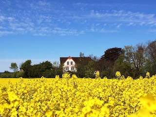 Rapsfeld vor dem Hof