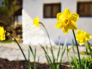 Frühlingsblumen