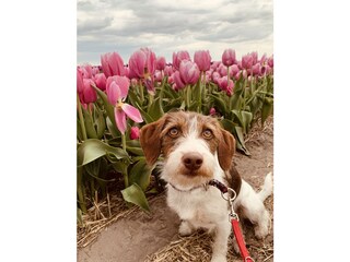 Vakantiehuis Julianadorp Buitenaudio-opname 7