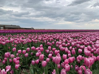 Casa per le vacanze Julianadorp Ambiente 21
