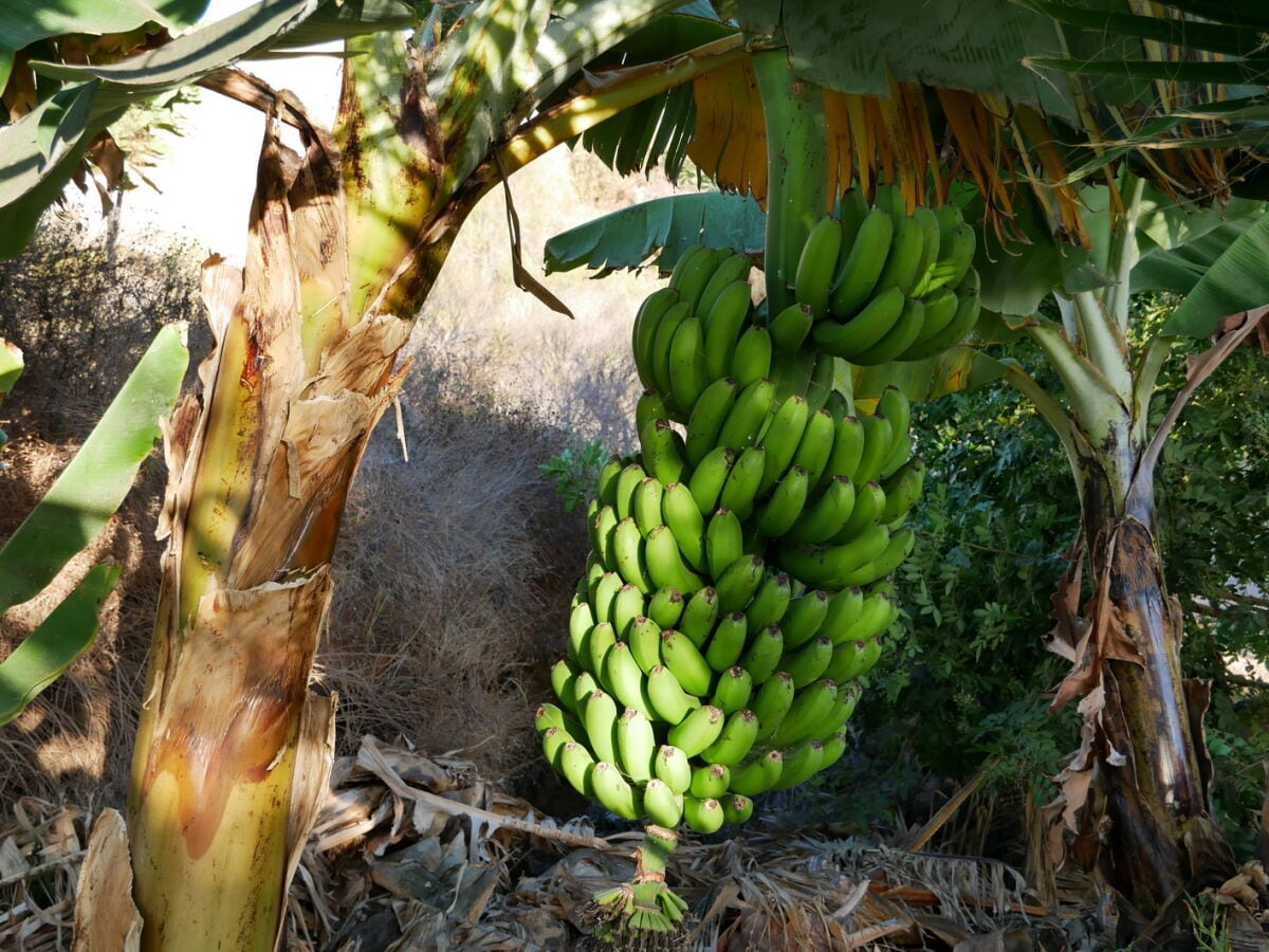 Impressionen- eine Bananenstaude