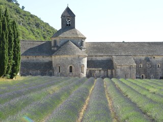 Abbaye de Senanque, 16 km ... auf dem Weg nach Gordes