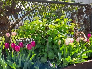 Vakantieappartement Egg in Vorarlberg Buitenaudio-opname 7