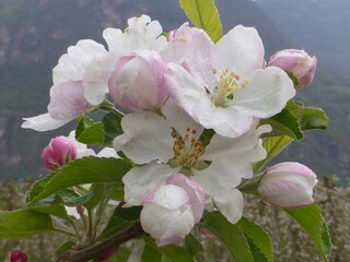 Appartamento per vacanze Lana Ambiente 25