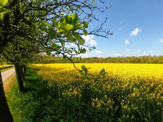 Wunderschöne Rapsfelder