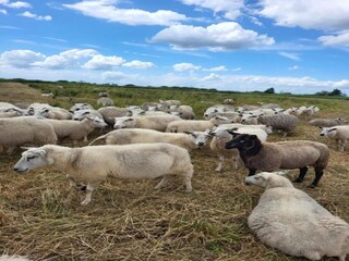 Casa de vacaciones Giethoorn Entorno 36