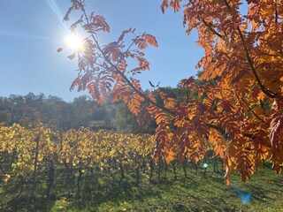 Herbst in Kleinkarlbach