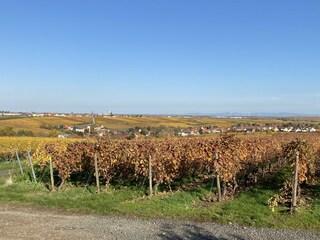 Die prachtvollen Weinberge von Kleinkarlbach