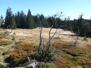 Herbst auf dem Zwercheck