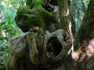 Monumentalwald in Torre Alfina