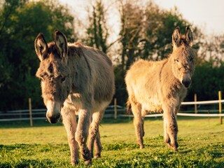 our donkeys