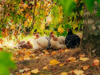 Appartamento per vacanze Perros-Guirec Registrazione all'aperto 10