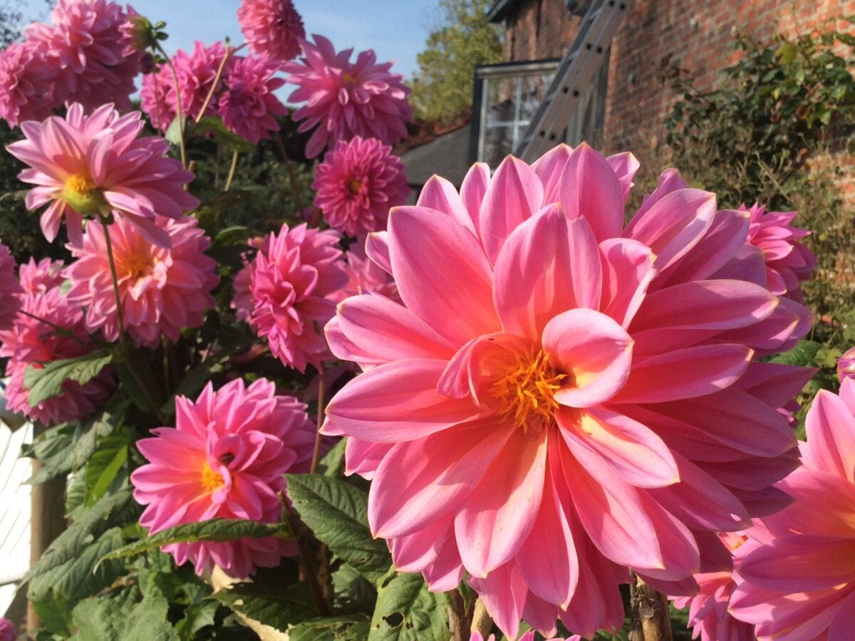 Blumenmeer auf der Terrasse