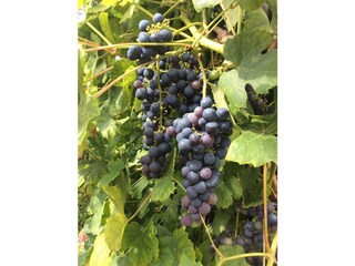 Casa per le vacanze Waterlandkerkje Registrazione all'aperto 17