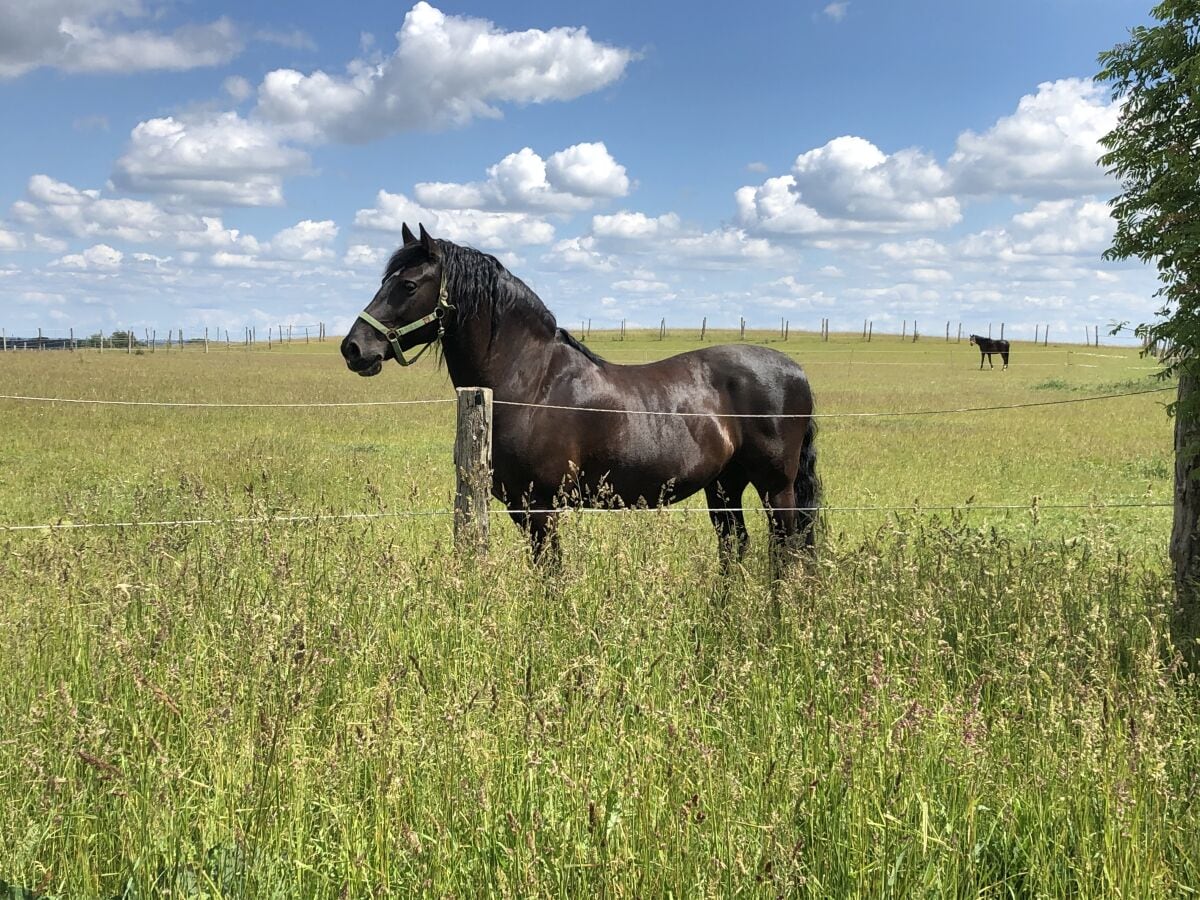 Pferd mit Aussicht