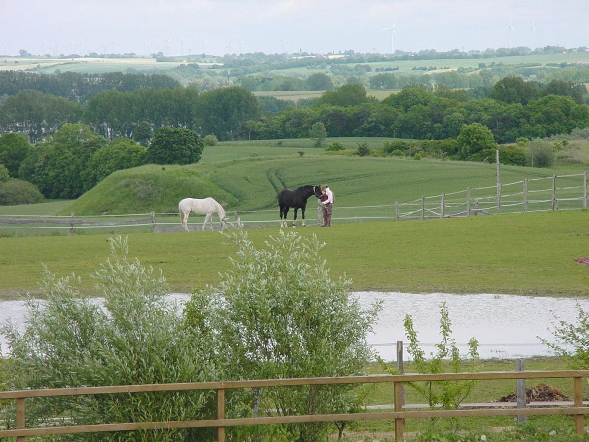 Blick von der Terrasse auf die Weiden