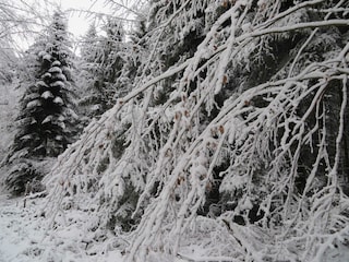 Taubergießen im Winter