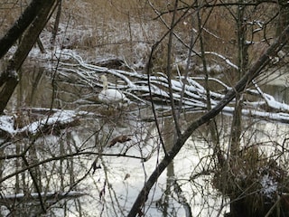 Winter im Taubergießen