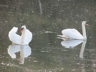 Schwanenpaar im Taubergießen