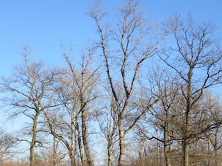 Blaues Loch Gewässer im Naturschutzgebiet Taubergießen