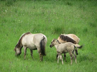 Wildpferde auf den Wilden Weiden/ Naturschutzprojekt Taubergießen
