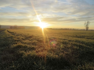 Sonnenuntergang im Taubergießen