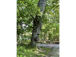 Der Baum mit Gesicht