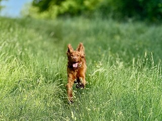 Urlaub mit Hund im Harz