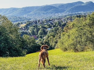 Blick vom Langenberg