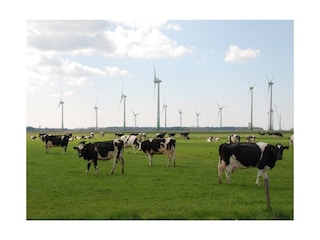 ostfriesische Landschaft mit schwarz-bunten Kühen