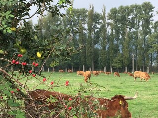 Casa per le vacanze Rieden (Eifel) Ambiente 33