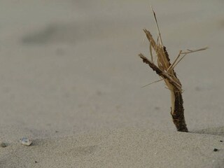 Casa per le vacanze Domburg Ambiente 18