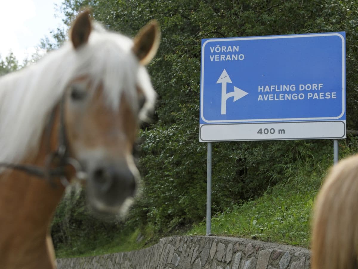 Haflinger Pferde